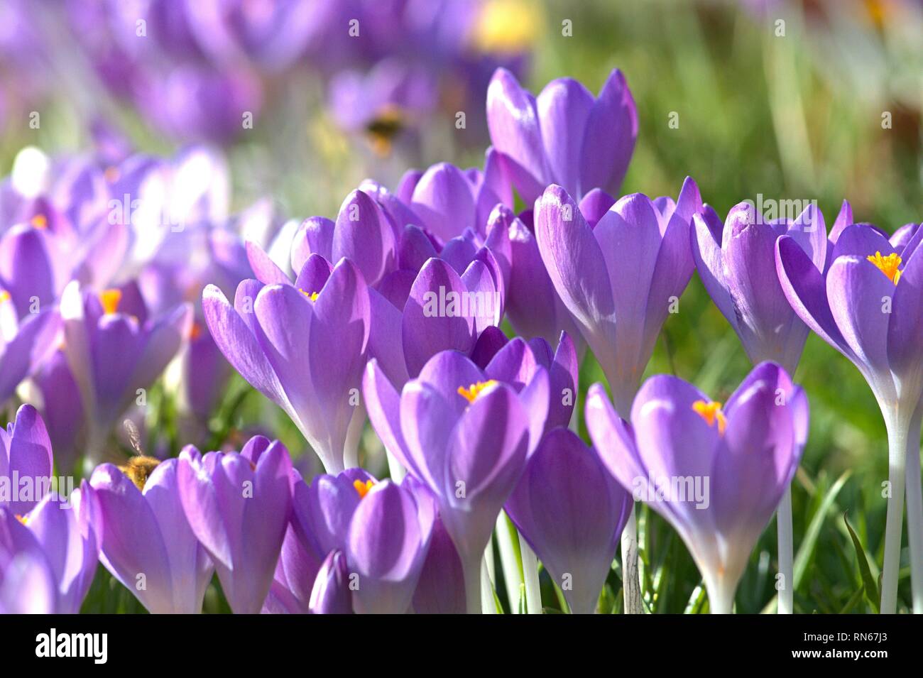 Schleswig, Allemagne. 16 Février, 2019. La floraison des crocus au printemps. Fruhbluher avec sang ouvert bénéficier du premier soleil de l'année dans un jardin de Schleswig. Lotissement : plantes à graines (Spermatophytina), classe : Bedecktsamer (Suisse), monocotylédones, Ordre : Brassicoideae (Brassicoideae), Famille : Iris (Iridaceae), Genre : Crocus | Conditions de crédit dans le monde entier : dpa/Alamy Live News Banque D'Images