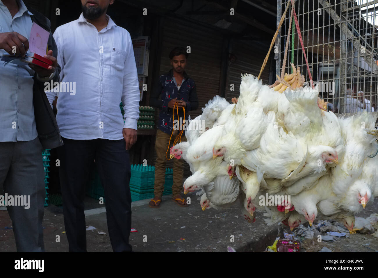 Les poulets vivants attachés par les pieds et de suspendre dans les paquets livrés à un marché de la viande en Bhendi Bazar, Mumbai, Inde Banque D'Images