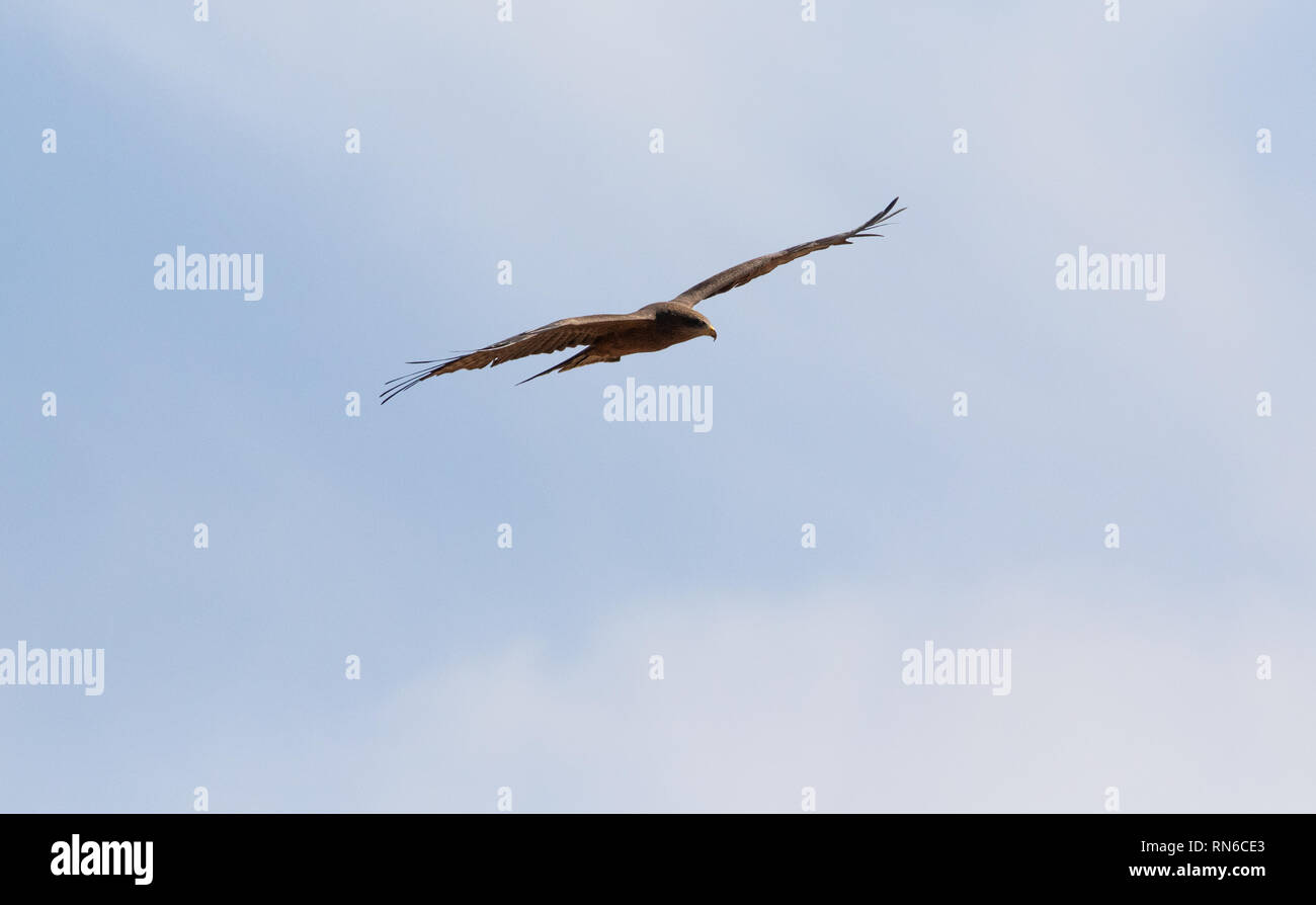 Royal un cerf-volant dans le ciel à la recherche de proies Banque D'Images