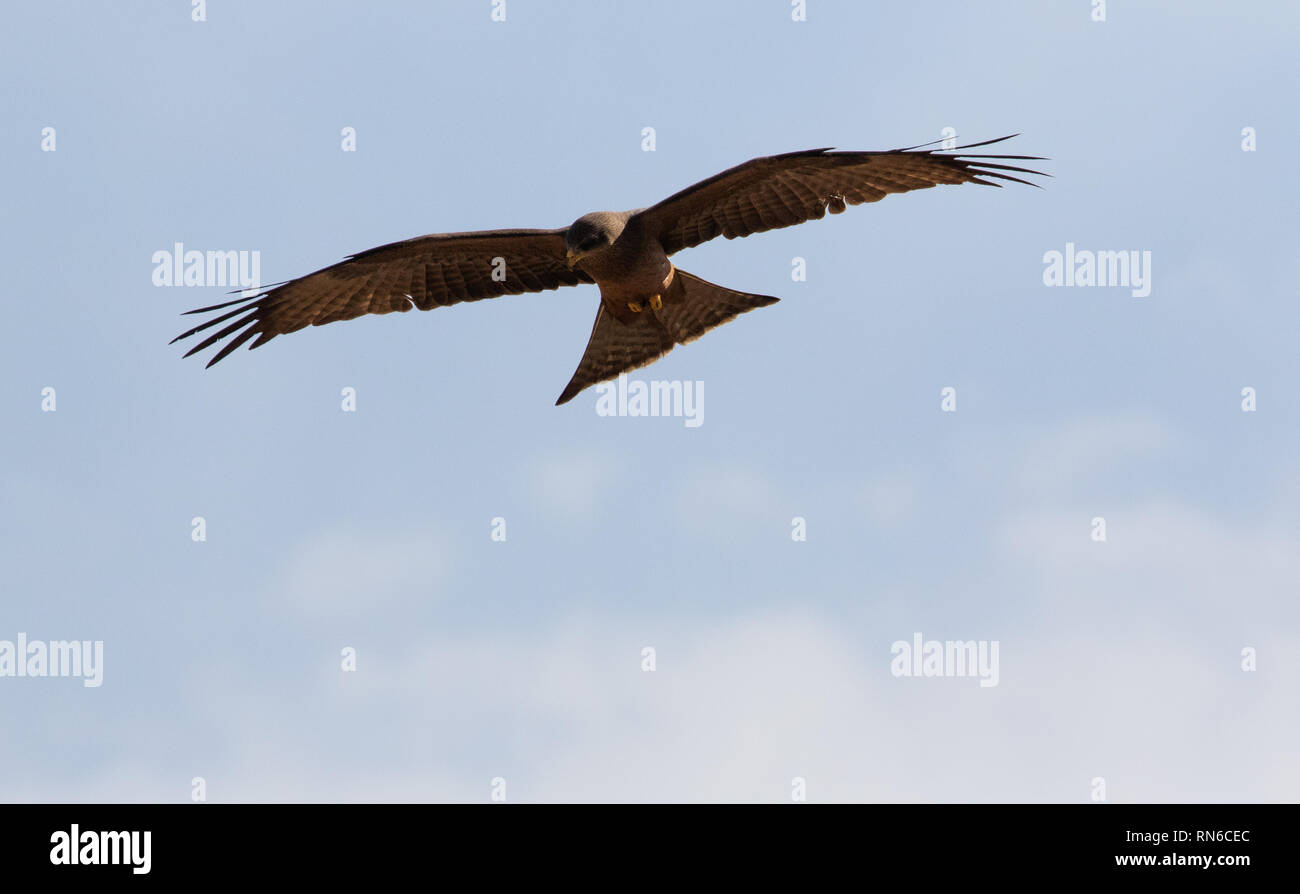 Royal un cerf-volant dans le ciel à la recherche de proies Banque D'Images