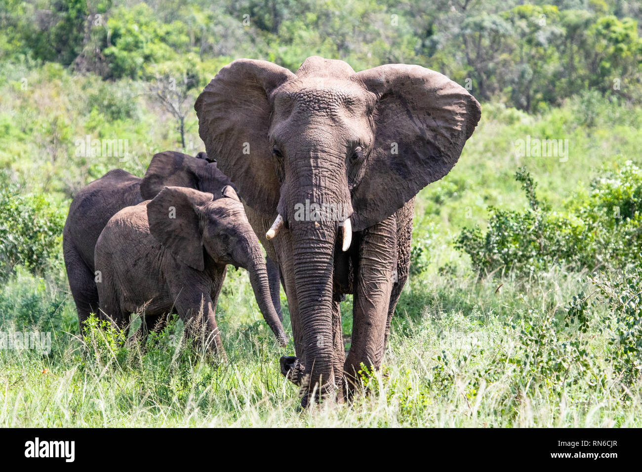 Image d'un éléphant d'adultes qui se tient dans la défense du groupe Banque D'Images