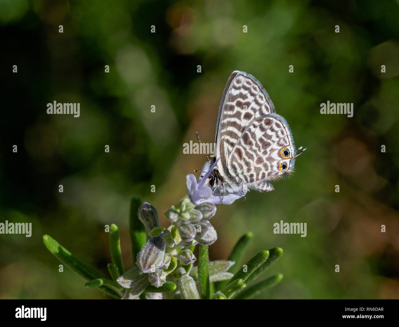 Leptotes Pirithous close up Banque D'Images