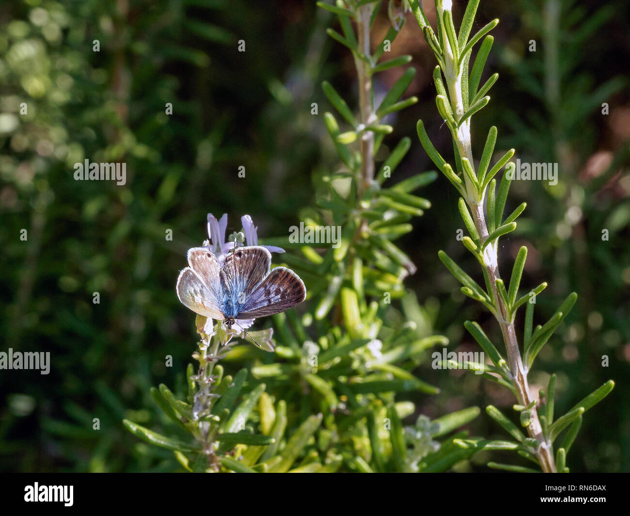 Leptotes Pirithous close up Banque D'Images