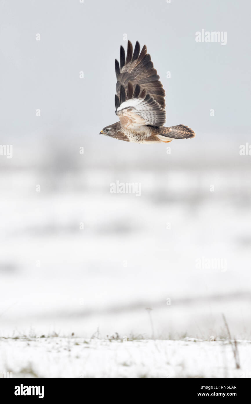 Buse variable / Maeusebussard ( Buteo buteo ) en hiver, volant au-dessus de prairies couvertes de neige, commence la chasse, de la faune, de vol de l'Europe. Banque D'Images