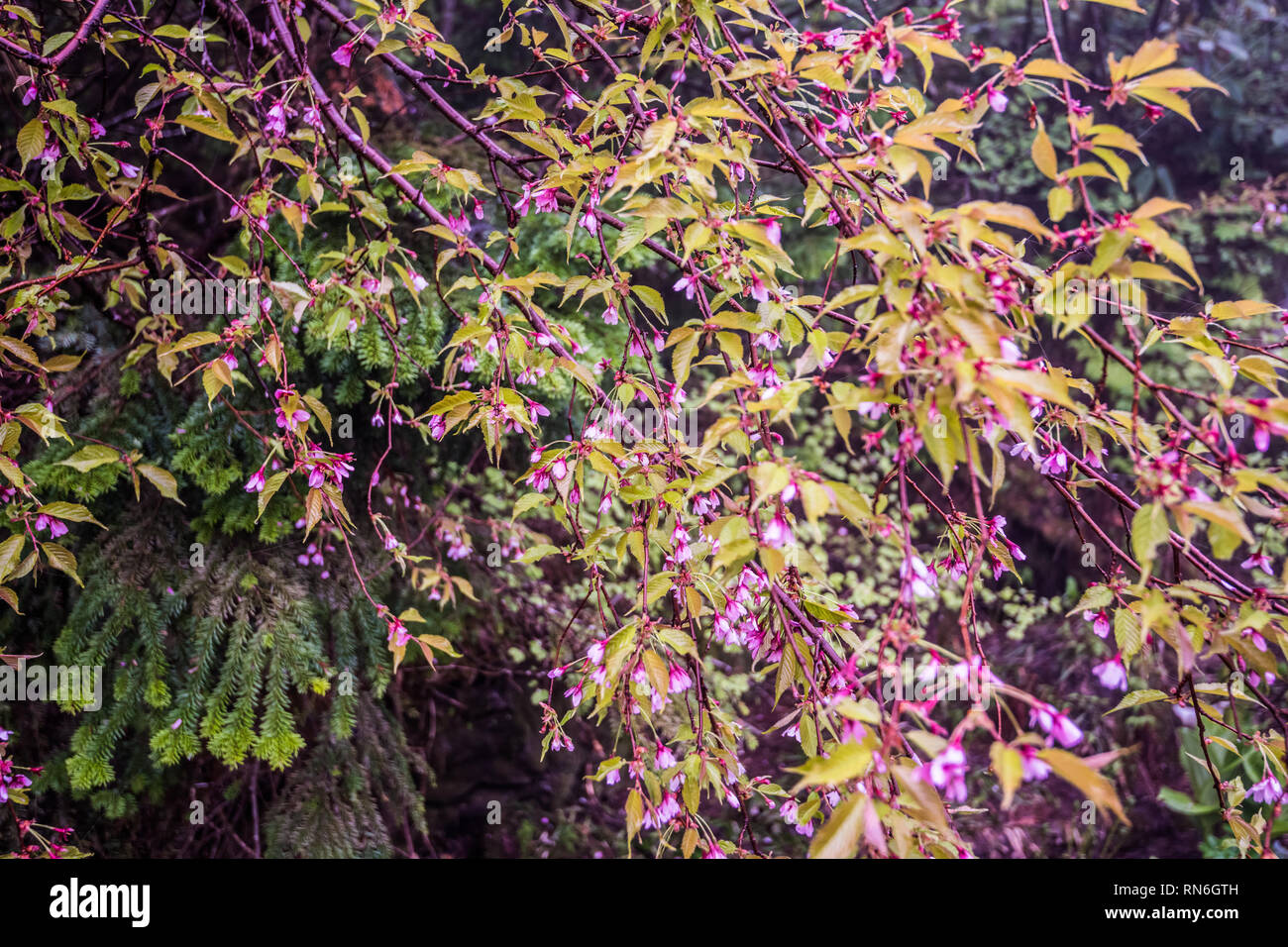 Alpin japonais cerisier (Prunus nipponica). Cherry arbre qui grandit dans la plus haute altitude. Tsugaike, Hakuba, Nagano, Japon Banque D'Images