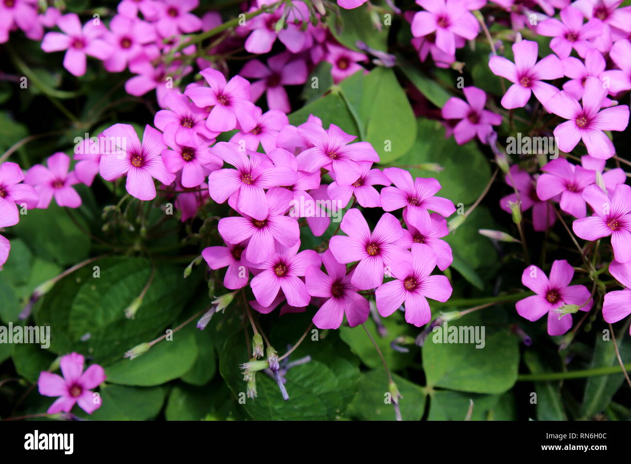 Bouquet de trèfle ou de trèfle en fleurs fleurs rose complètement ouverte entourée de feuilles vert foncé dans jardin local sur chaude journée ensoleillée Banque D'Images