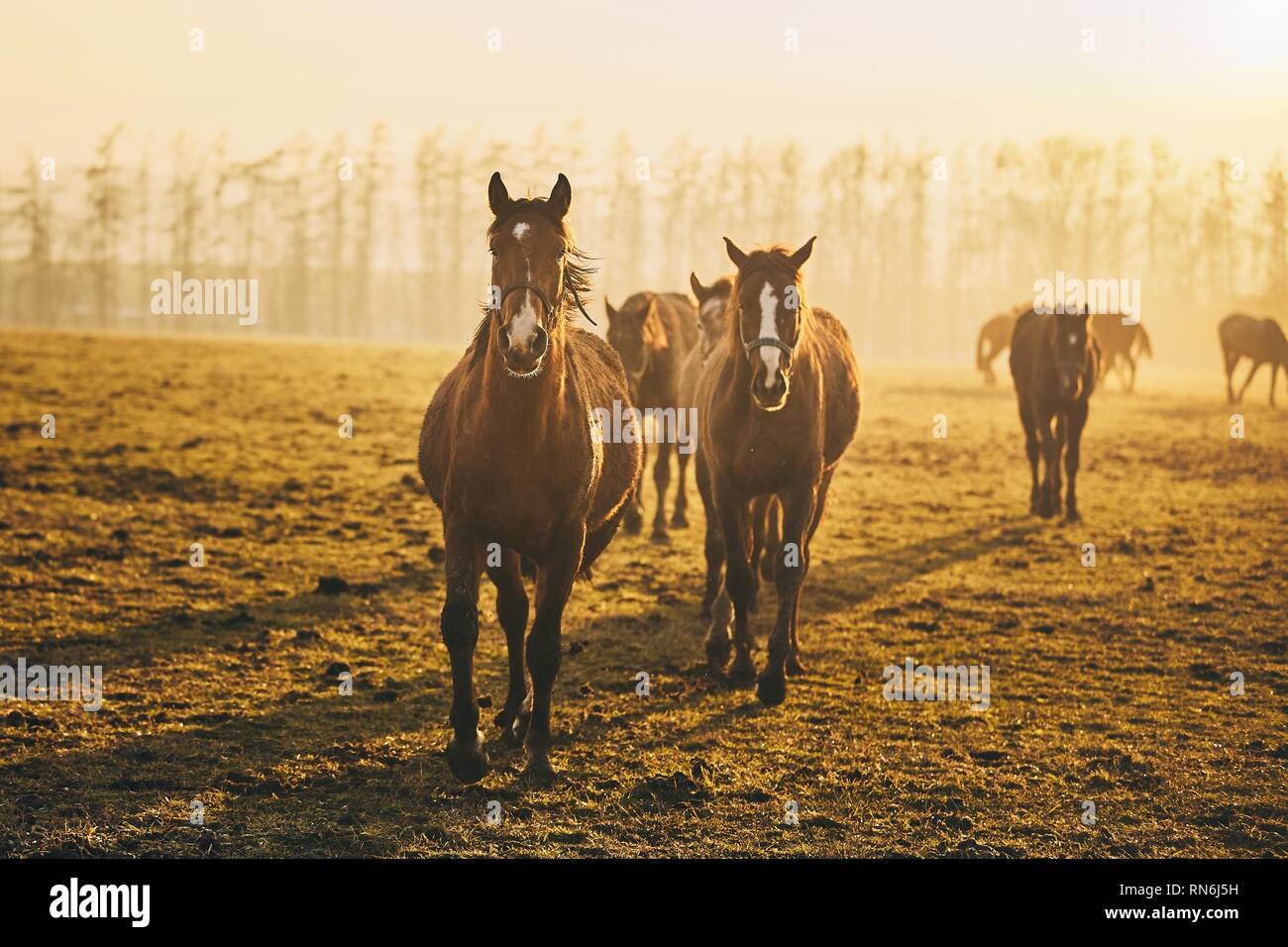 Troupeau de chevaux sur terrain contre paysage à coucher du soleil doré, République Tchèque Banque D'Images