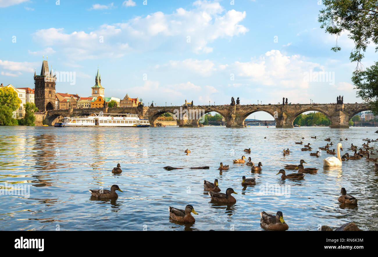 Les canards et cygnes sur la Vltava près du pont Charles à Prague Banque D'Images