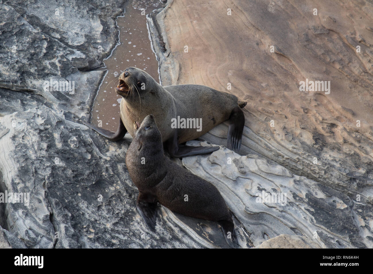 Chiot Bebe Lion De Mer Australien A Kangaroo Island Photo Stock Alamy