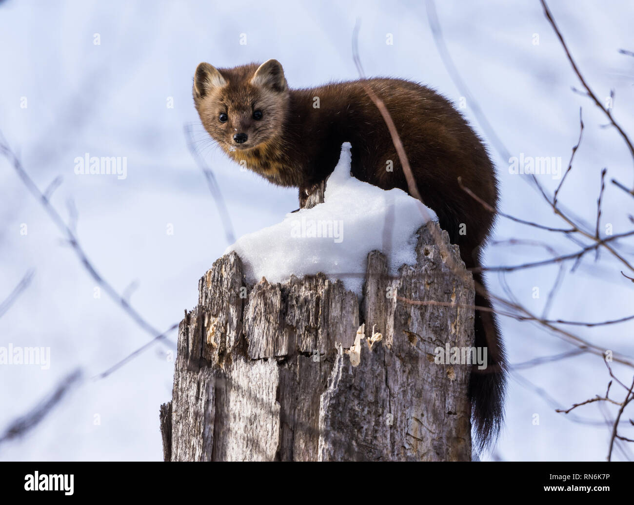 Une martre d'Amérique (Martes americana) assis sur le dessus de l'arbre couvert de neige moignon. Duluth, Minnesota, USA. Banque D'Images