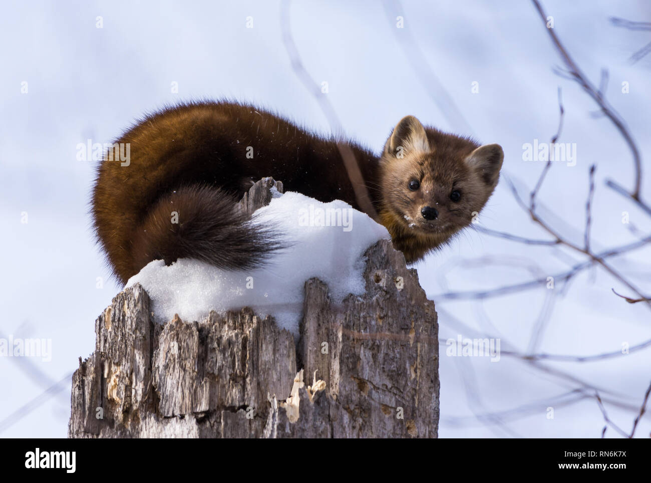 Une martre d'Amérique (Martes americana) assis sur le dessus de l'arbre couvert de neige moignon. Duluth, Minnesota, USA. Banque D'Images