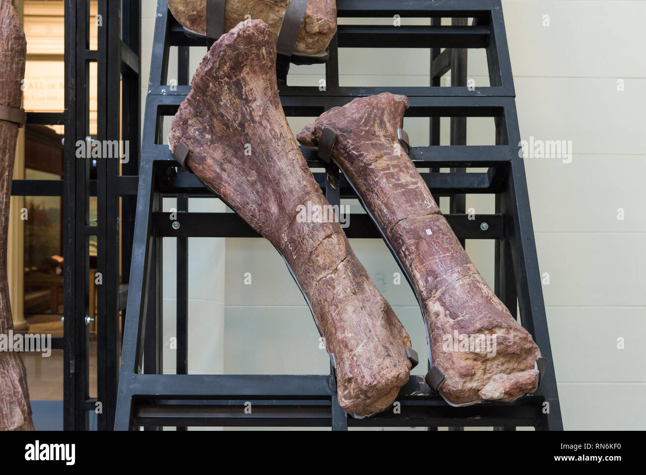 Les os du fémur fossile gigantesque d'Patagotitan mayorum Titanosaures. Le Field Museum de Chicago, Illinois, USA. Banque D'Images