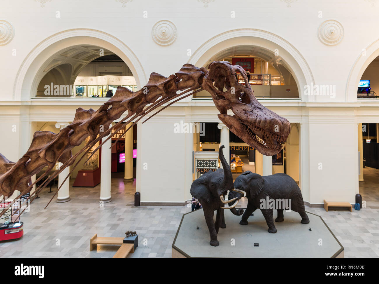 Gros plan de la tête et du cou de Titanosaures Patagotitan mayorum Máximo, le plus grand dinosaure jamais trouvé, au Field Museum, Chicago, Illinois, USA. Banque D'Images