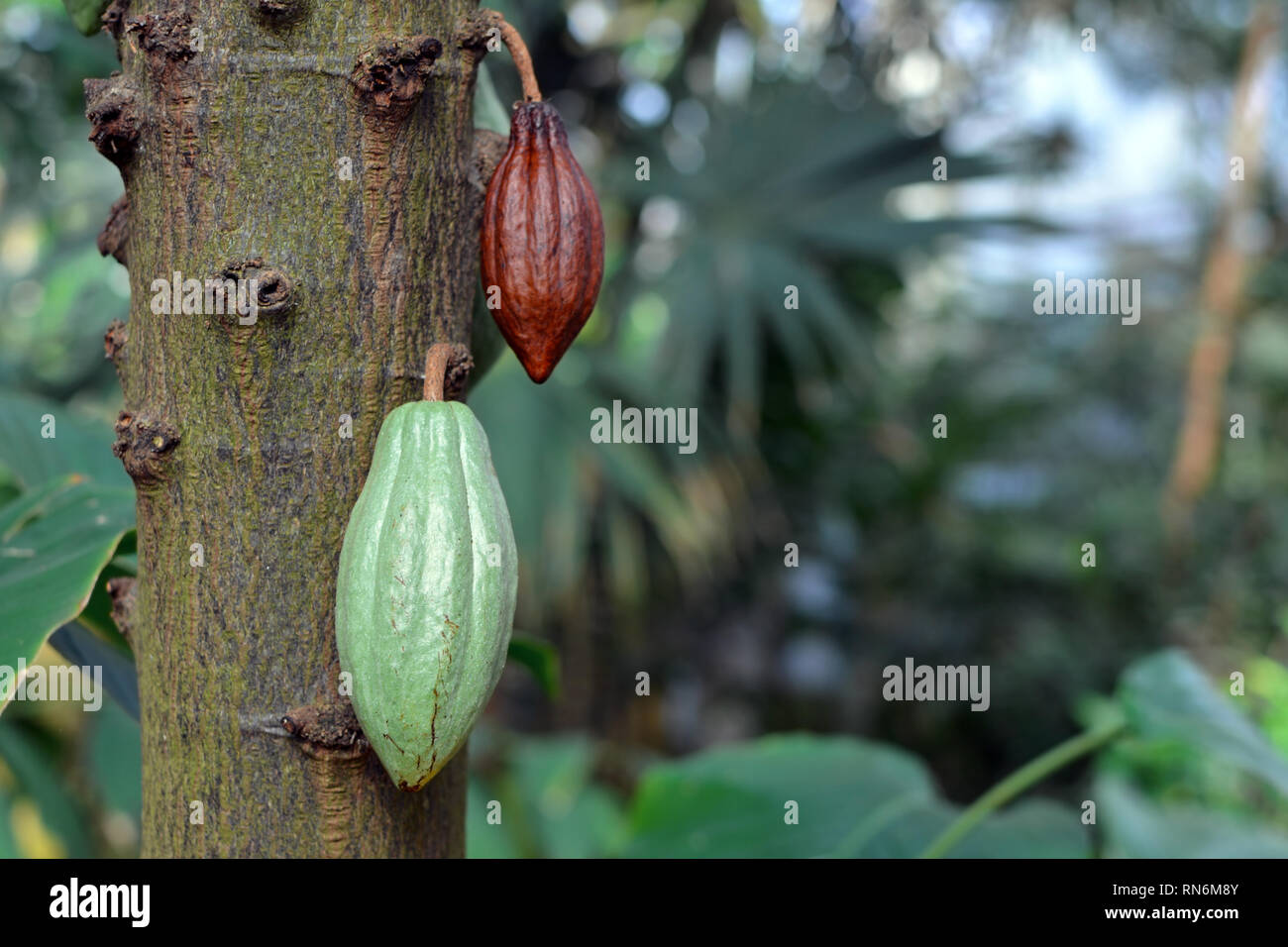 Close up de fèves de cacao Theobroma cacao Malvacea sur plante des arbres utilisés pour la production de chocolat Banque D'Images