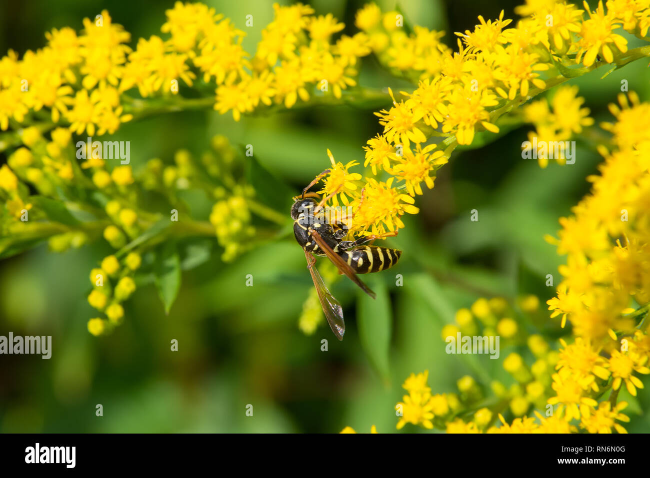 Une grande collecte d'abeilles nectar de fleurs sur une grande fleur jaune bush. Banque D'Images