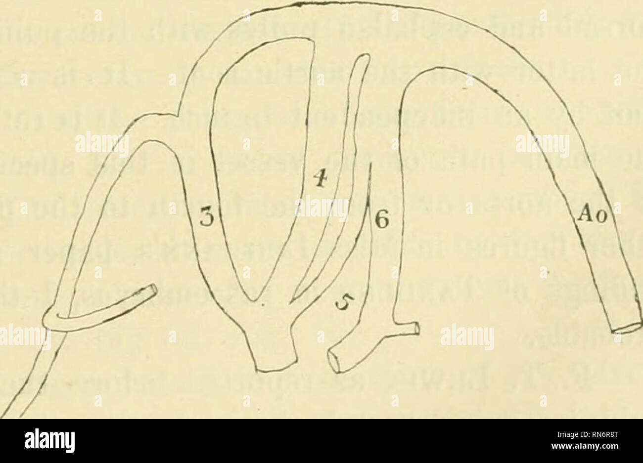 . Anatomischer Anzeiger. L'anatomie, l'Anatomie Comparée ;, comparatif. Fig. 9. Fig. 8. Schéma de l'arcs aortiques dans un embryon humain d'environ 7 mm de long, montrant la cinquième roue s'étendant du tronc artériel à l'écran (après pulmonic Tandler). Fig. 9. Contours, simplement, d'une reconstruction par Tandler des arcs aortiques dans un embryon humain juste après la division de l'conus artériel systémique en pul- monic troncs.. Veuillez noter que ces images sont extraites de la page numérisée des images qui peuvent avoir été retouchées numériquement pour plus de lisibilité - coloration et l'aspect de ces illustratio Banque D'Images