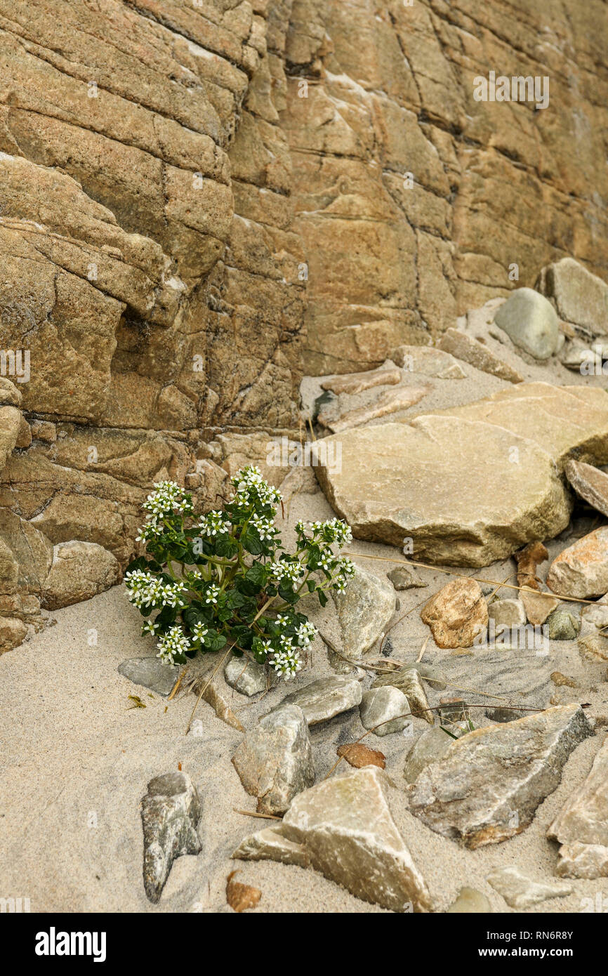 Résumé de roches et de sable lisse sur Magera plage, près de l'hôtel Adara, d'Irlande, Europe Banque D'Images
