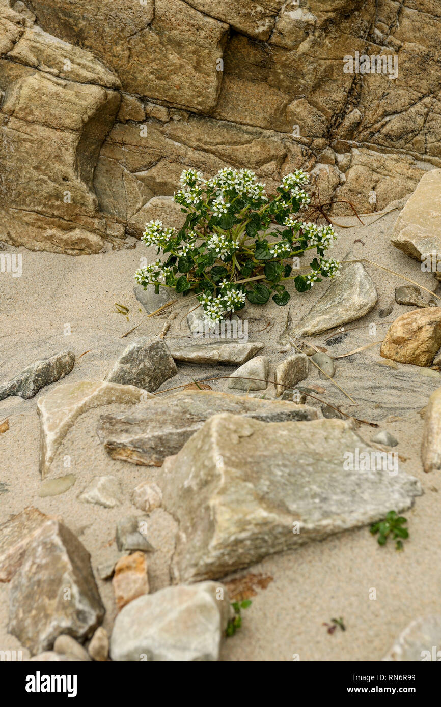 Résumé de roches et de sable lisse sur Magera plage, près de l'hôtel Adara, d'Irlande, Europe Banque D'Images