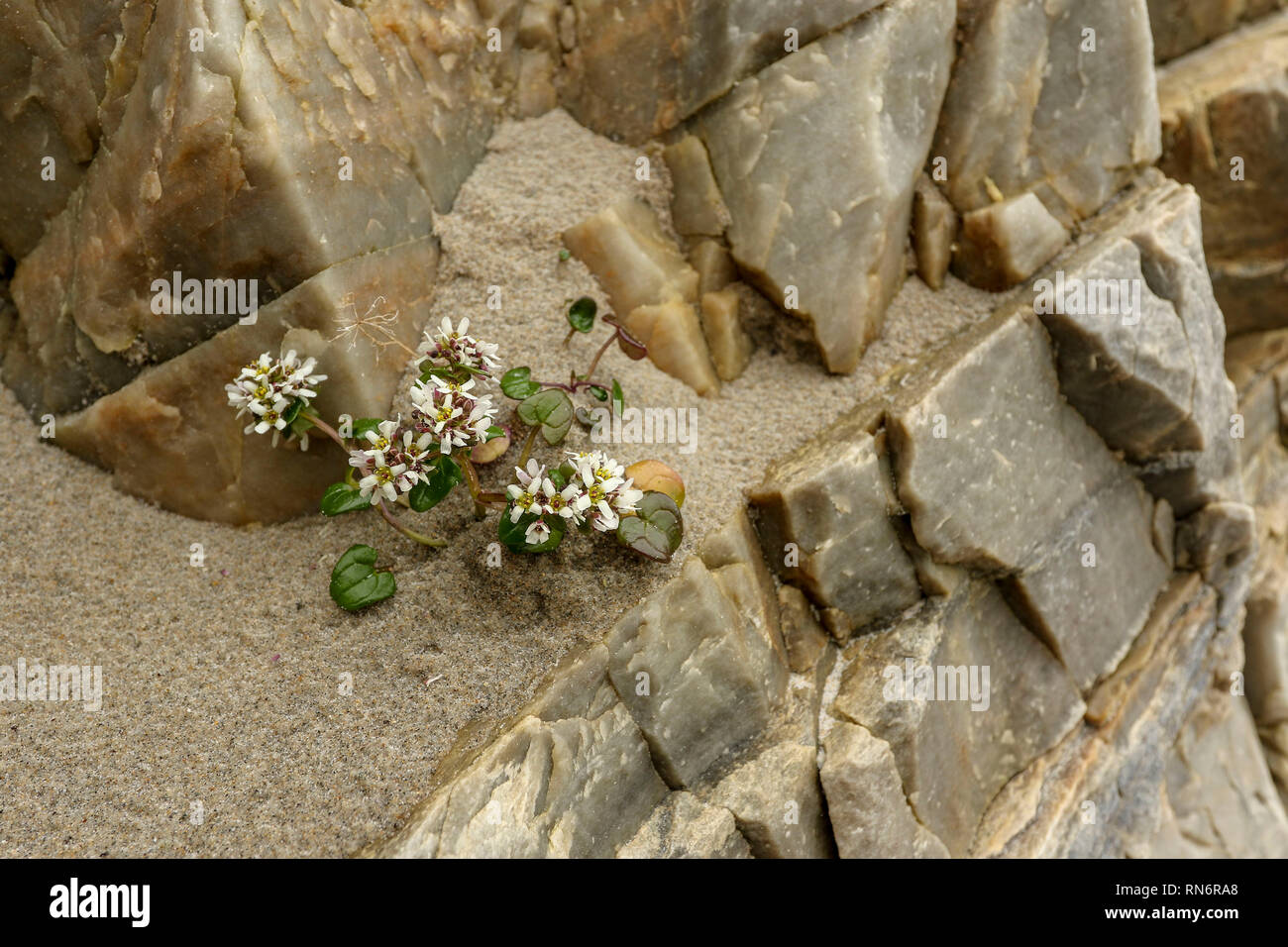 Résumé de roches et de sable lisse sur Magera plage, près de l'hôtel Adara, d'Irlande, Europe Banque D'Images