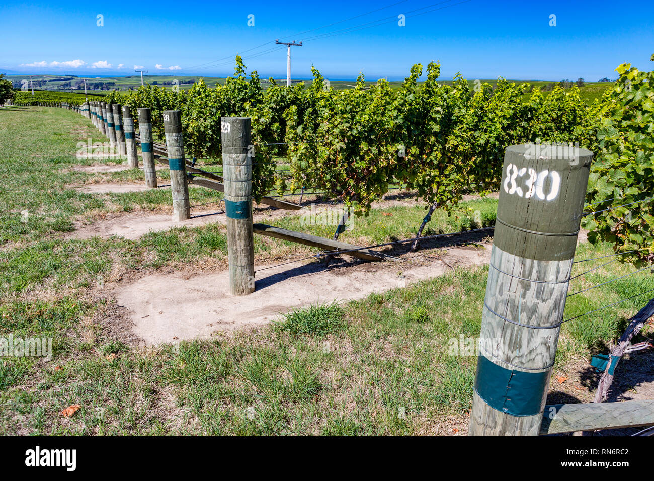 Vue sur les vignes dans le district de Marlborough, île du sud de la Nouvelle-Zélande Banque D'Images