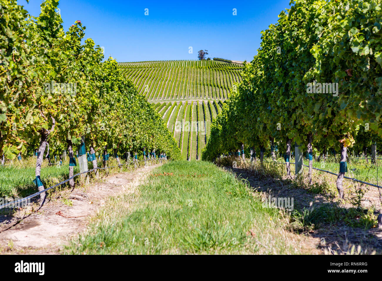 Vue sur les vignes dans le district de Marlborough, île du sud de la Nouvelle-Zélande Banque D'Images