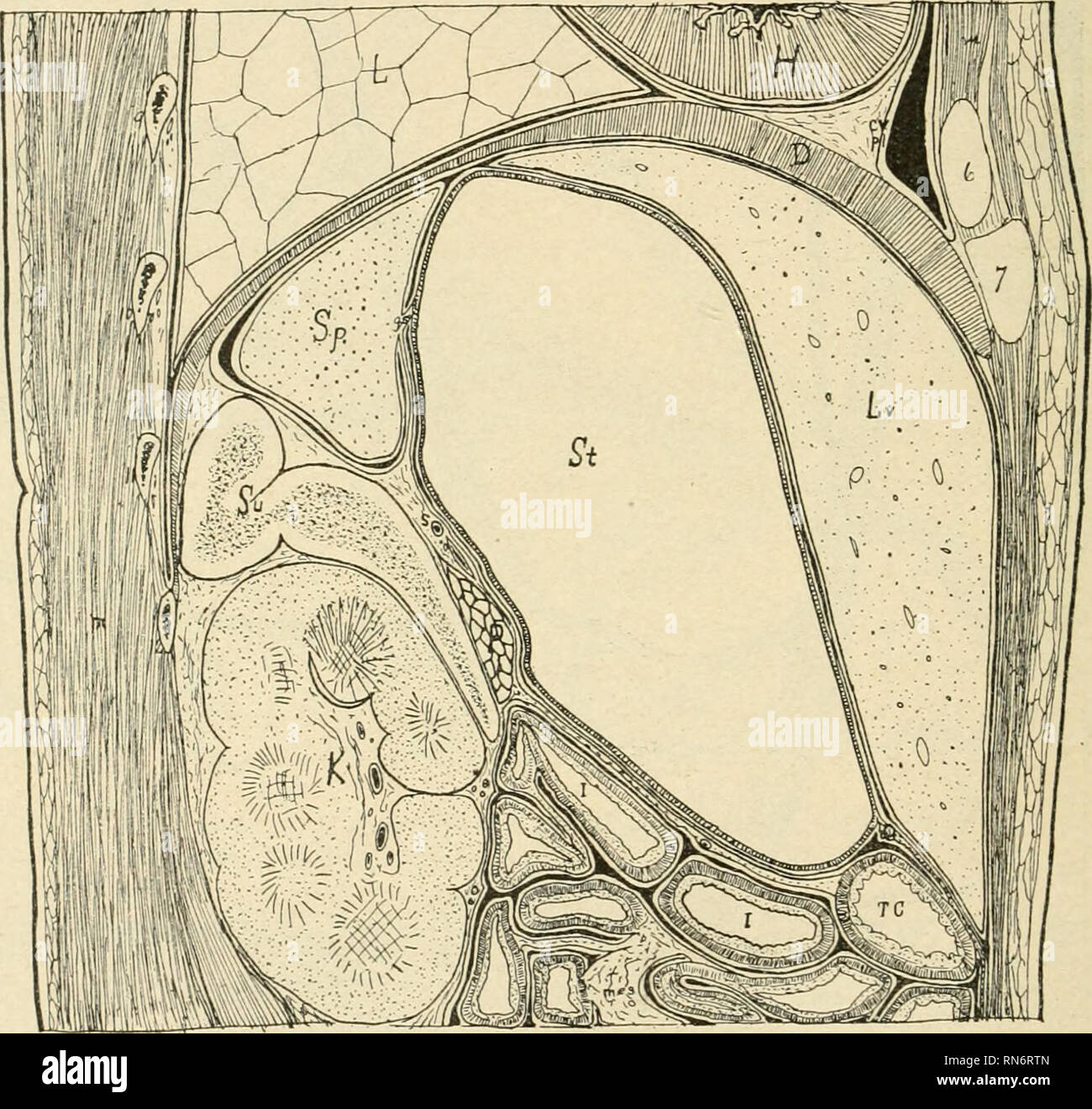 Oesophagus Wall Banque De Photographies Et D Images A Haute Resolution Alamy