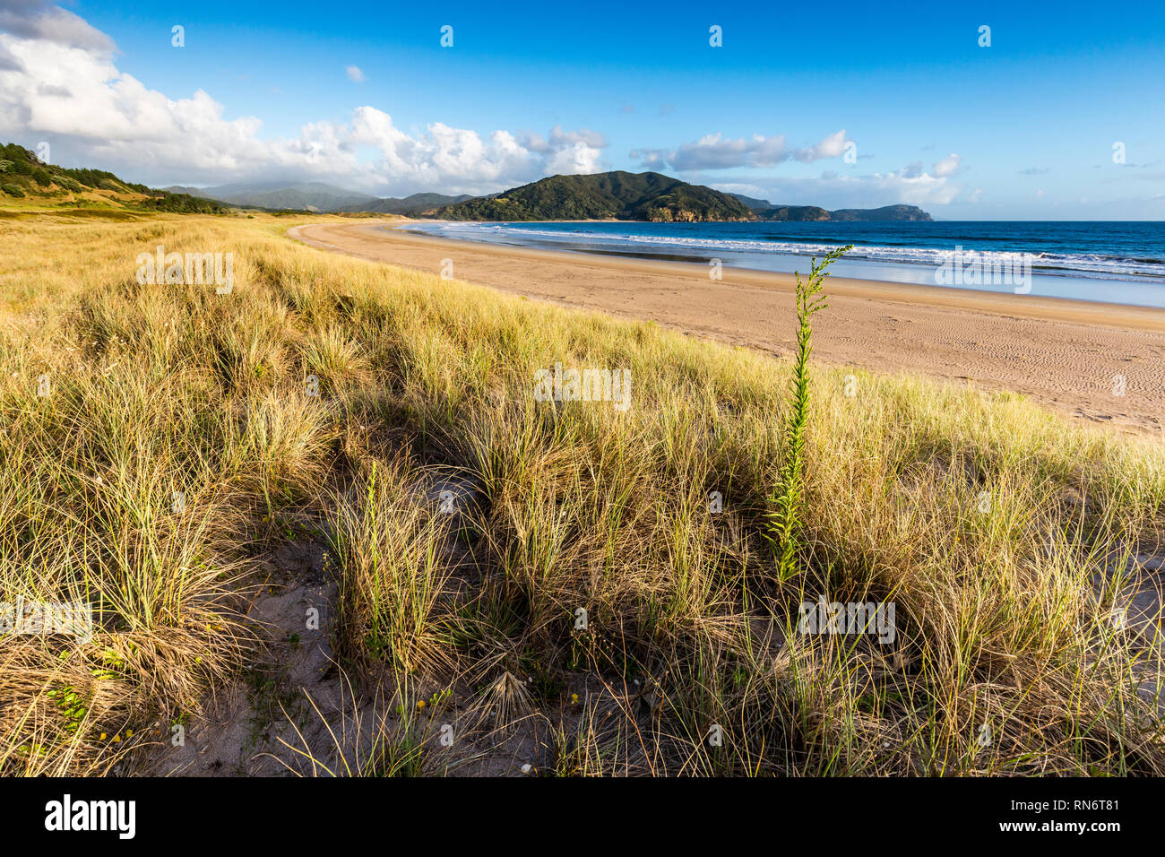 Plage Près de Waikawau Bay camping, Coromandel, New Zealand Banque D'Images