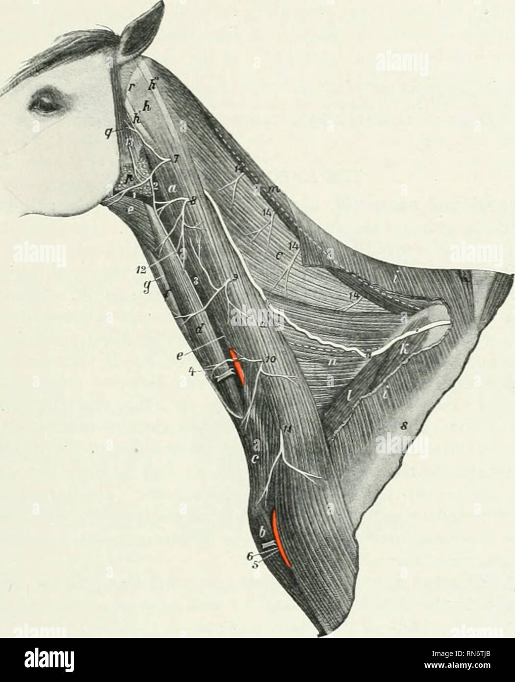 . L'anatomie de l'animal domestique. Anatomie vétérinaire. La moelle épinière NERF ACCESSOIRE 809 la partie médullaire résulte de la face latérale du bulbe par plusieurs radicelles qui behiml arc et en série vnth ceux du nerf vague (Fig. 629). La partie médullaire résulte de la partie cervicale de la moelle épinière par une série de faisceaux Avhicli^l'émergence de l'e ntre les racines ventrales et dorsales. Les paquets s'unissent pour former une ligne qui est très petit à son origine à la cinquième partie de la corde, mais croît lorsque remontent vers le cerveau, puisqu'il reçoit continuellement des adhésions de fibres. Il passe Banque D'Images