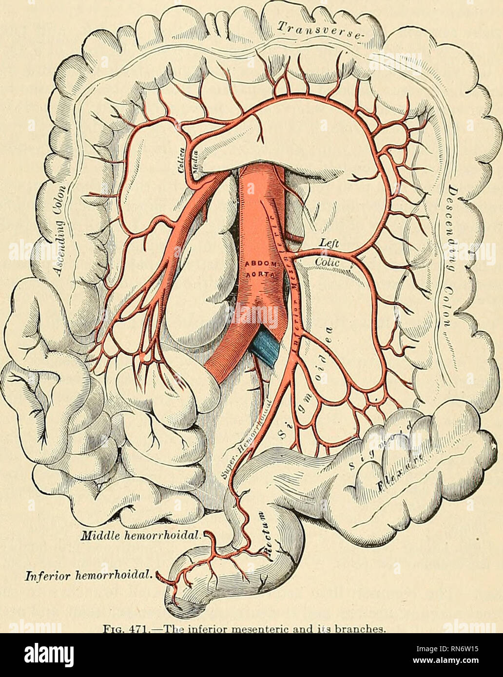 . Anatomie, descriptif et appliquée. L'anatomie. La direction de l'aorte abdominale 667 anastomoses qui avec le bouton du milieu de la colique, et une branche descendante qui avec la partie supérieure des anastomoses de l'artère sigmoïdienne. À partir de l'arches formées par ces branches, anastomoses sont distribués aux le côlon descendant. Les artères sigmoïdiennes. sigvioideae {aa) exécuter l'oblique vers le bas et vers l'extérieur derrière le péritoine dans l'ensemble du muscle psoas à la flexion du côlon sigmoïde. Ils se divisent en branches qui fournissent à la partie inférieure du côlon descendant et le côlon sigmoïde flexion, centrées au-dessus avec le bouton gauche de la colique, et ci-dessous avec Banque D'Images . Anatomie, descriptif et appliquée. L'anatomie. La direction de l'aorte abdominale 667 anastomoses qui avec le bouton du milieu de la colique, et une branche descendante qui avec la partie supérieure des anastomoses de l'artère sigmoïdienne. À partir de l'arches formées par ces branches, anastomoses sont distribués aux le côlon descendant. Les artères sigmoïdiennes. sigvioideae {aa) exécuter l'oblique vers le bas et vers l'extérieur derrière le péritoine dans l'ensemble du muscle psoas à la flexion du côlon sigmoïde. Ils se divisent en branches qui fournissent à la partie inférieure du côlon descendant et le côlon sigmoïde flexion, centrées au-dessus avec le bouton gauche de la colique, et ci-dessous avec Banque D'Images