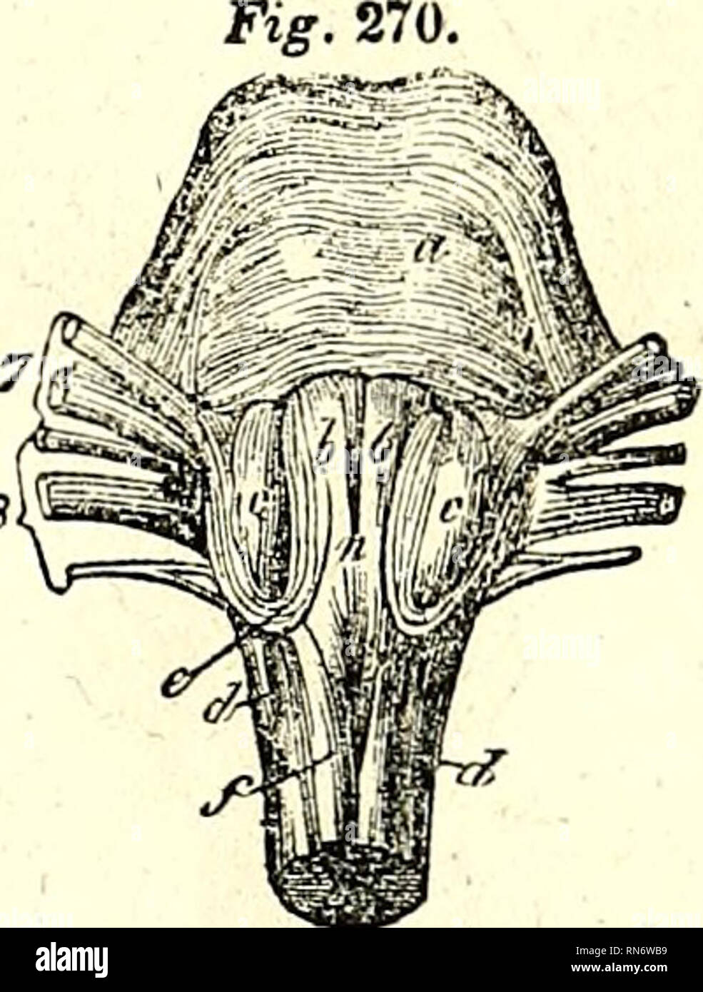 . L'anatomie du corps humain. L'anatomie humaine ; l'anatomie. Le bulbe ...