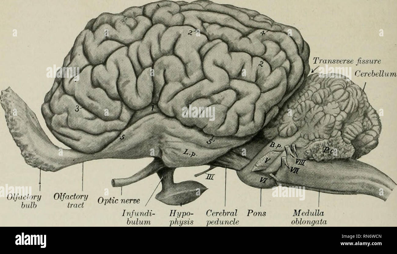 . L'anatomie de l'animal domestique. Anatomie vétérinaire. 774 SYSTÈME NERVEUX DU CHEVAL dans minates^ avant en saisissant la base de cervelet, formant son pédoncule postérieure. Dans la médulla la fibre étendues de la moelle épinière soit résilier dans les noyaux de la matière grise ou de subir des changements dans leur position relative, et de nouvelles bandes apparaissent. La matière grise est fortement modifié et masses des formes qui n'ont pas d'homologues dans le cordon. Le canal central de la partie privée de la médulla est entouré par une couche plus épaisse de matière grise, que c'est le cas dans la moelle épinière. Comme le bulbe ouvre Banque D'Images