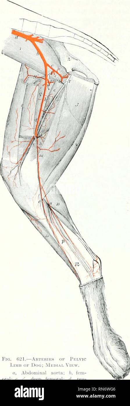 L Anatomie De L Animal Domestique Anatomie Veterinaire Une Circul Systeme Conservateur Du Chien Fig 621 Arteres Du Membre Pelvien Op Chien Medul Vue A Aorte Abdominale B Fem Oral C C