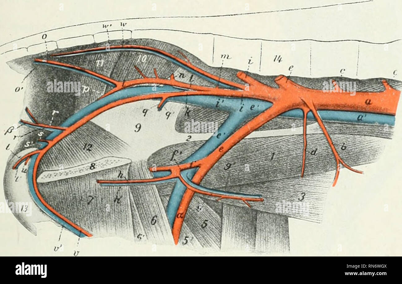 . L'anatomie de l'animal domestique. Anatomie vétérinaire. Les artères 751 la partie gauche de l'estomac, Kiviiis des branches qui^ avec anastomoses de l'artère gastrique droite. L'artère splénique donne l pancreatit» l)ianches, fourmi ! Atteint la partie ventrale de la rate. Il donne au large de la graisse épiploïque gauche et un gastro-gastro- direction générale de la rate qui passe à la fin de la dorsale s])leen, qu'il fournit, en plus de l'extrémité gauche de la rameaux de l'estomac. La partie antérieure de l'artère mésentérique surgit derrière la maladie cœliaque. Il dégage un tronc commun pour les deux artères coliques et la valvule iléo-cs Banque D'Images