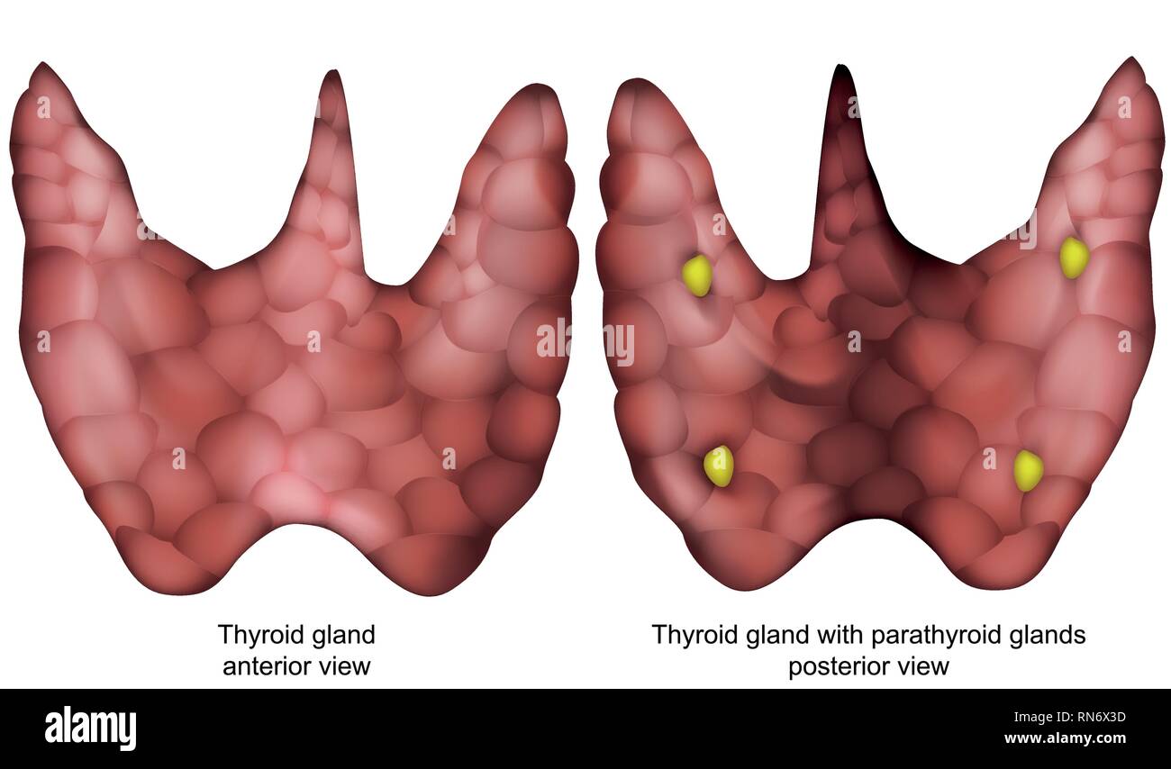 Glande thyroïde 3D de vecteur illustration isolé sur fond blanc Illustration de Vecteur