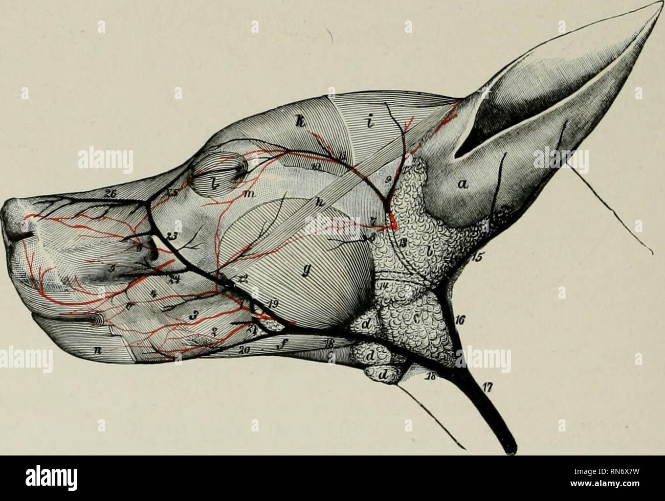 . L'anatomie de l'animal domestique. Anatomie vétérinaire. 746 Système circulatoire DU CHIEN (4) l'artère cervicale inférieure survient à la première côte, et donne l'ordre croissant et du col de l'omoplate transversale des artères. L'ancien fonctionne sur la face profonde de l'brachiocephalicus, dans laquelle elle ramifies. Ce dernier va au bord antérieur du sous-scapulaire, et sa branche la plus importante (l'équivalent de la préscapulaires du cheval) accompagne le nerf suprascapular. (5) l'artère thoracique interne est grand et envoie des branches perforantes à la nageoire pectorale glandes mammaires. La partie b de l'axillaire Banque D'Images