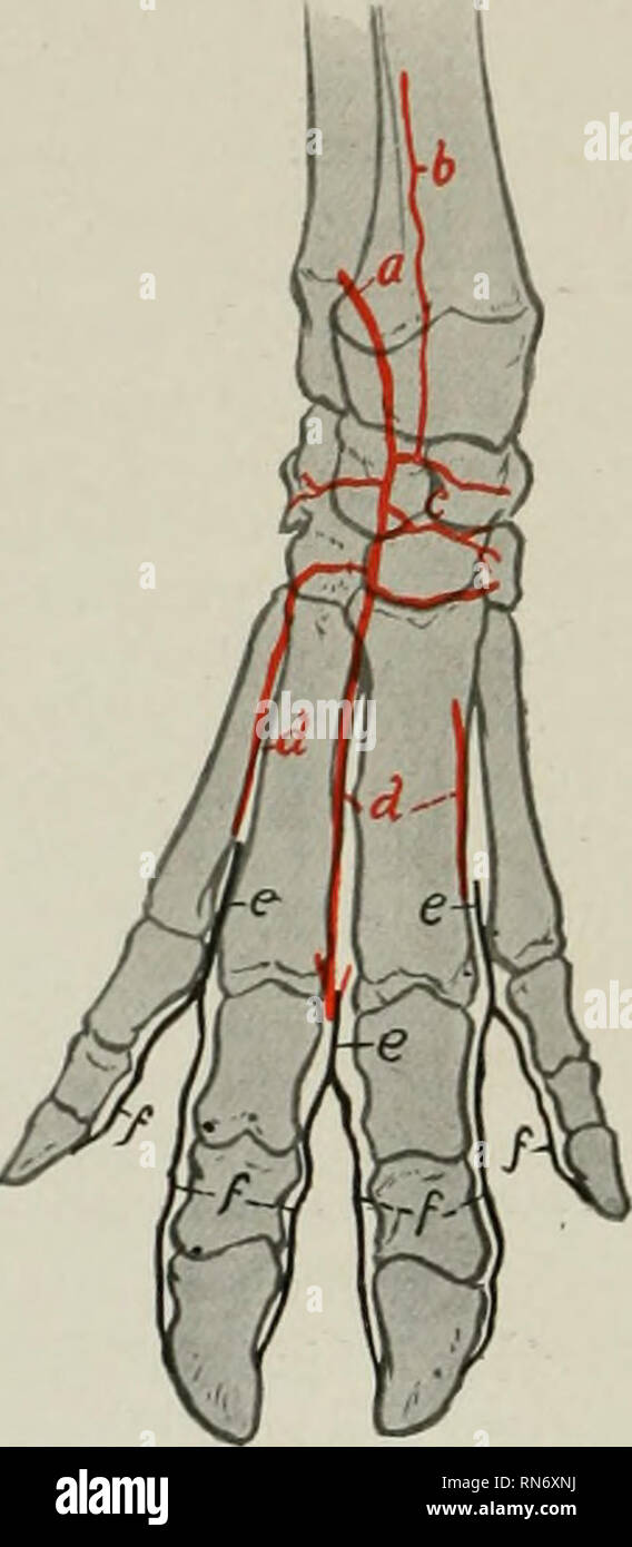 . L'anatomie de l'animal domestique. Anatomie vétérinaire. 738 Système circulatoire DU COCHON Six paires d'artères Ivimbar découlent de l'aorte. La septième vient de l'micklle et sacrées. Les branches terminales de l'aorte ressemblent à ceux du bœuf. Les artères de l'épaule, du bras et avant-bras ressemblent à ceux d'en général le boeuf. L'artère brachiale se poursuit sur la face interne du coude par l'artère médiane. Celui-ci divise près du milieu de l'avant-bras dans les artères radiale et ulnaire. L'artère radiale est le plus petit des deux branches terminales de la médiane. Il descend d'alon Banque D'Images