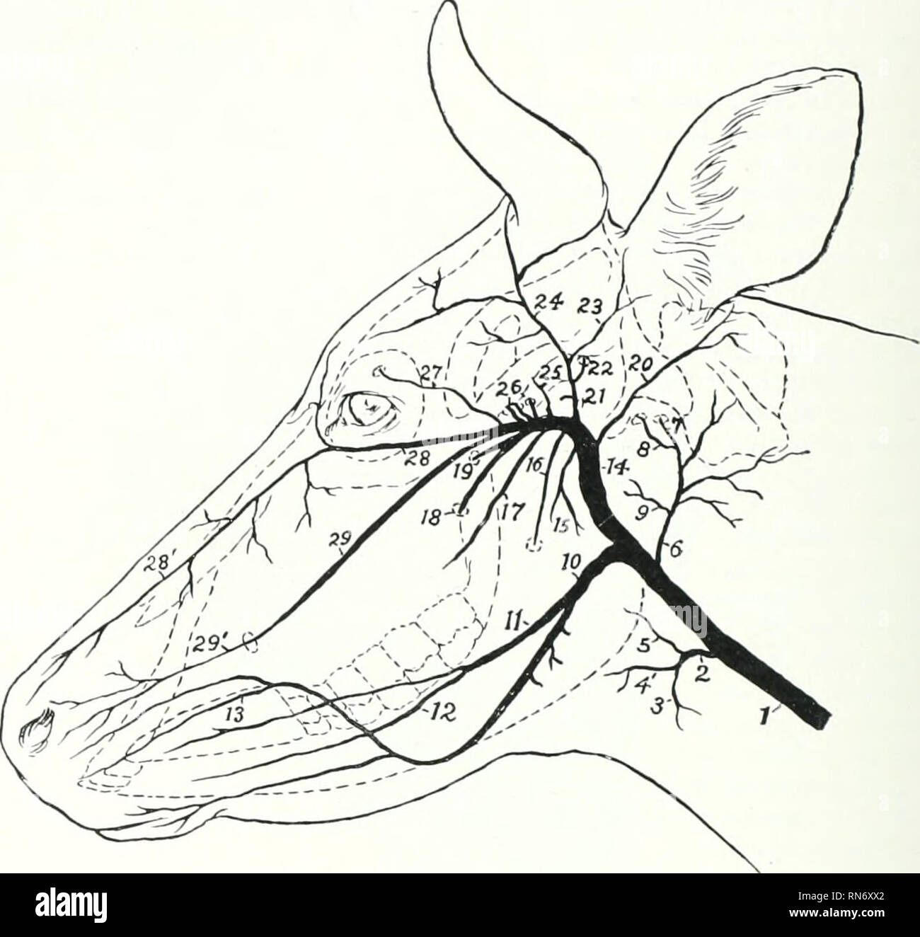 . L'anatomie de l'animal domestique. Anatomie vétérinaire. /08 LE SANG-SYSTÈME VASCULAIRE DE L'OX (1) l'artère pharyngienne (A. ascendens palatina) va à l'phannix pahite et doux ; il nia- surviennent fruiii la carotide externe. (2) succursales musculaire rendez-vous principalement à la face ventrale des muscles tout droit de la tête et supi^ly brindilles à l'articulation atlanto-occipitale. (3) l'artère condyloid pa.Les petites entreprises dans le craniiun à travers le foramen antérieur dans la fosse condyloid, et rejoint le dans la formation de vertébrales le rete mirabile sur l'hypophyse. Avant d'entrer dans le crane il dégage une succursale Banque D'Images