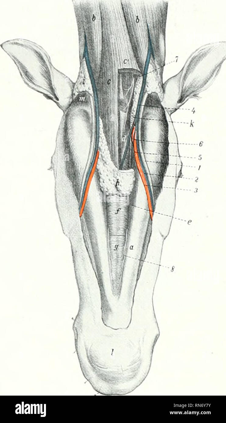 Anatomie massif facial Banque de photographies et d’images à haute ...