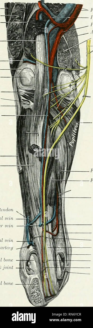 . L'anatomie de l'animal domestique. Anatomie vétérinaire. L'artère tibiale antérieure du sus 679])ens&Lt ;)ry li{unciit:je avec la artères plantaires (ou uniquement avec le laiitar j)) pour former l'arc plantaire proximal (Arcus plantaire proximalis). Le vastus lateralis biceps triceps, fenwris la tête latérale fléchisseur superficiel latéral numérique capsuU- mixte navires articulaire condyle du fémur Popliteus Laleral Pochette de capsule articulaire du ligament latéral ouvert, de conjoint tibial fémoro- tibial soléaire récurrente navires Tibialis posterior tendon extenseur latéral du tarse plantaires récurrentes veine veine Lat Banque D'Images