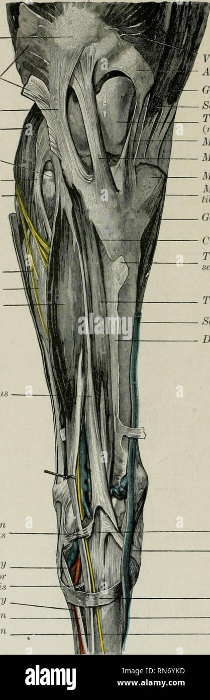 . L'anatomie de l'animal domestique. Anatomie vétérinaire. 680-SANG SYSTÈME VASCULAIRE DU CHEVAL dans des spécimens injectés c'est vu qu'il y a un beau réseau artériel (Rete tarsi dorsale) sur la surface dorsale du jarret, qui est formé par les brindilles de la Patella -9 -°* Tendon du biceps femoris ligament rotulien latéral gastrocnemius latéral condyle latéral, tête de ligament latéral du tibia de- mixte fémoro tibiale du nerf péronier commun latérale du nerf péronier superficiel de l'extenseur extenseur commun tertiu péroniers latéraux. Boucle de tendon latéral de tertius péroniers moignon de l'artère tarsienne perforantes Banque D'Images