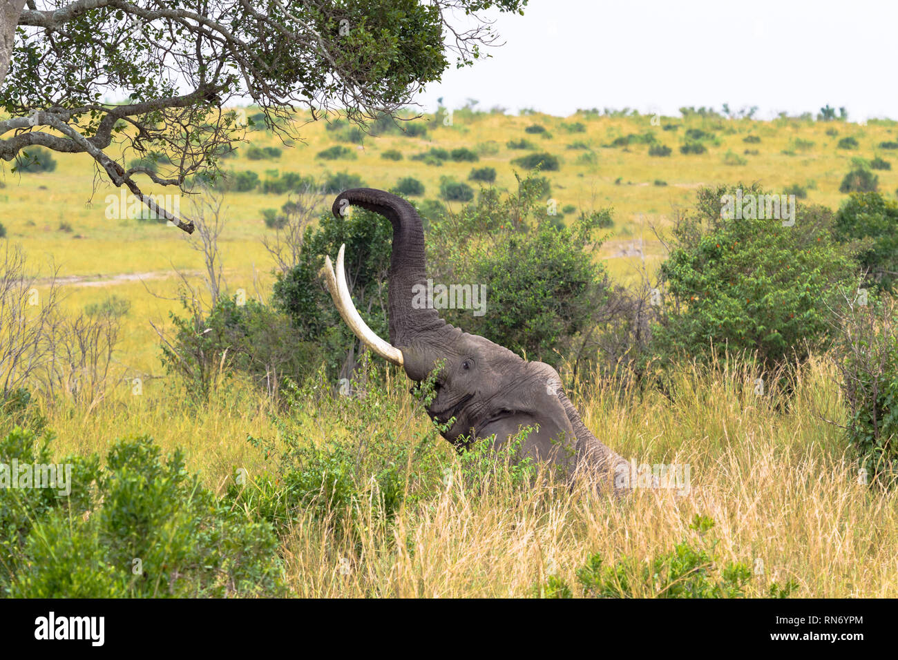 Grand éléphant mange les feuilles d'un arbre. Le Masai Mara, Kenya Banque D'Images