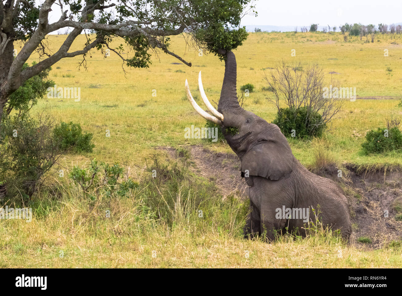 Un éléphant mange les feuilles d'un arbre. Le Masai Mara, Kenya Photo Stock  - Alamy