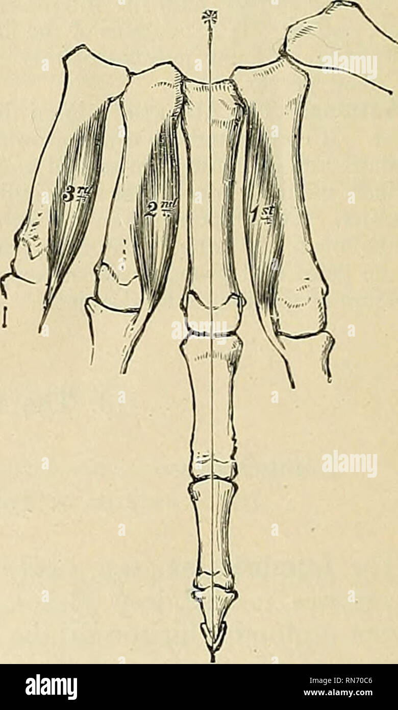 . Anatomie, descriptif et appliquée. L'anatomie. Fig. 368.-La face dorsale interossei de main gauche. La ligne marquée d'une * est celle à partir de laquelle l'enlèvement est effectué. Fig. 369.-l'interossei palmaire de la main gauche. La ligne marquée d'une * est celle à laquelle l'adduction est faite. phalanx et l'expansion aponévrotique du tendon extenseur commun du même doigt. La première découle du côté ulnaire du deuxième métacarpe, et est inséré dans le même côté de la première phalange de l'index. La deuxième découle de la partie radiale de la quatrième métacarpe, et est inséré dans le même côté de la Banque D'Images