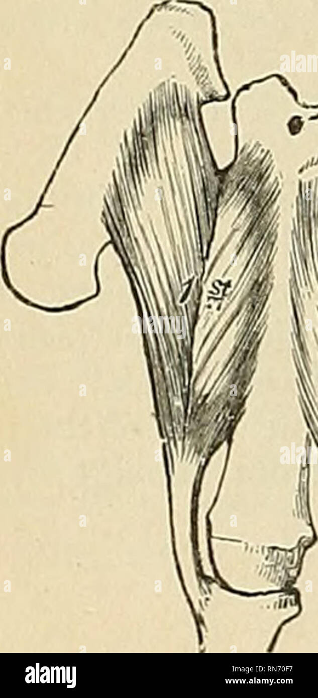 . Anatomie, descriptif et appliquée. L'anatomie. 494 LE IUSCLES FASCIJE 3et la face dorsale interossei interossei dorsales (mm.) sont au nombre de quatre, plus grande que la paume, et occupent les intervalles entre l'os métacarpien. Ils sont bipenniforra les muscles, découlant par deux chefs de l'autre côté de la méta- os carpiens, mais plus largement de l'os métacarpien du doigt dans laquelle le muscle est insérée. Ils sont insérés dans les bases des premières phalanges et à l'aponévrose du tendon extenseur commun. Entre les double-orio dans de chacun de ces muscles est une étroite trian Banque D'Images