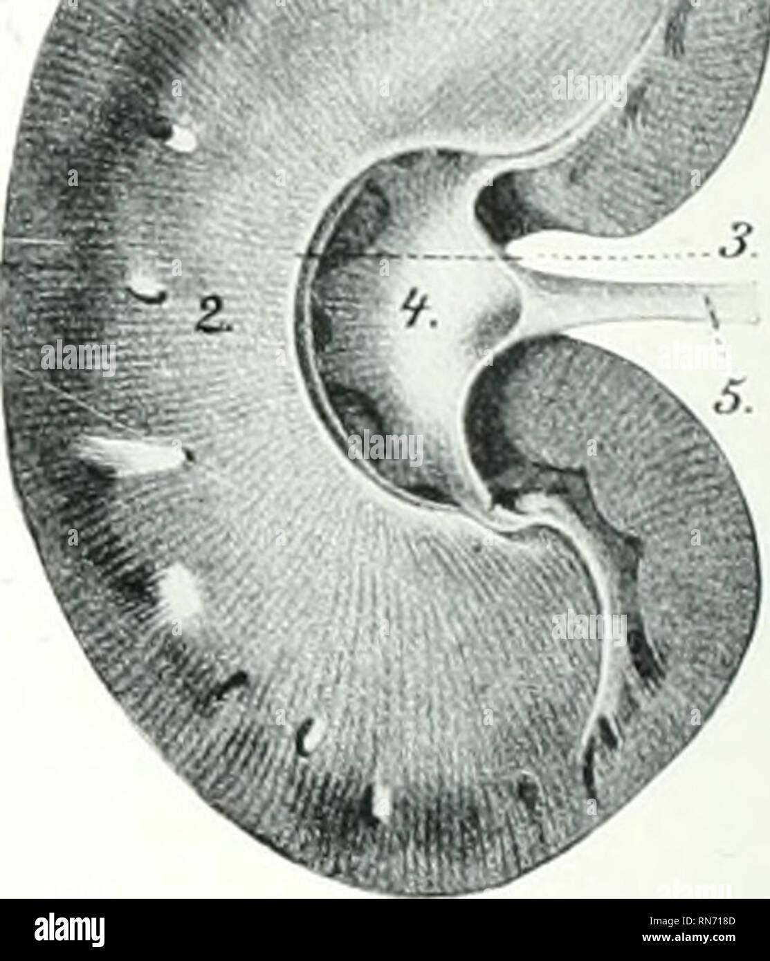 . L'anatomie de l'animal domestique. Anatomie vétérinaire. r.r., Br;uiches je de la Fia. .508.-Shkep Hokizontal de rein ; SectiONT. 1, substance corticale : ^, substance médullaire rénale ; 5, 4 : crest. bassinet : o, de l'uretère. (À partir de Leisering'8 Atlas, réduit.) vers la droite), courbes sur la face latérale du rein à sa surface dorsale, traverse le plan médian, et s'exécute en arrière sur le côté gauche. La vessie est plus longue et plus étroite que tlian du cheval, et s'étend plus loin en avant sur le plancher de l'abdomen. La couche péritonéale s'étend en arrière plus loin que dans le cheval. Le CORPS SURRÉNALE T Banque D'Images