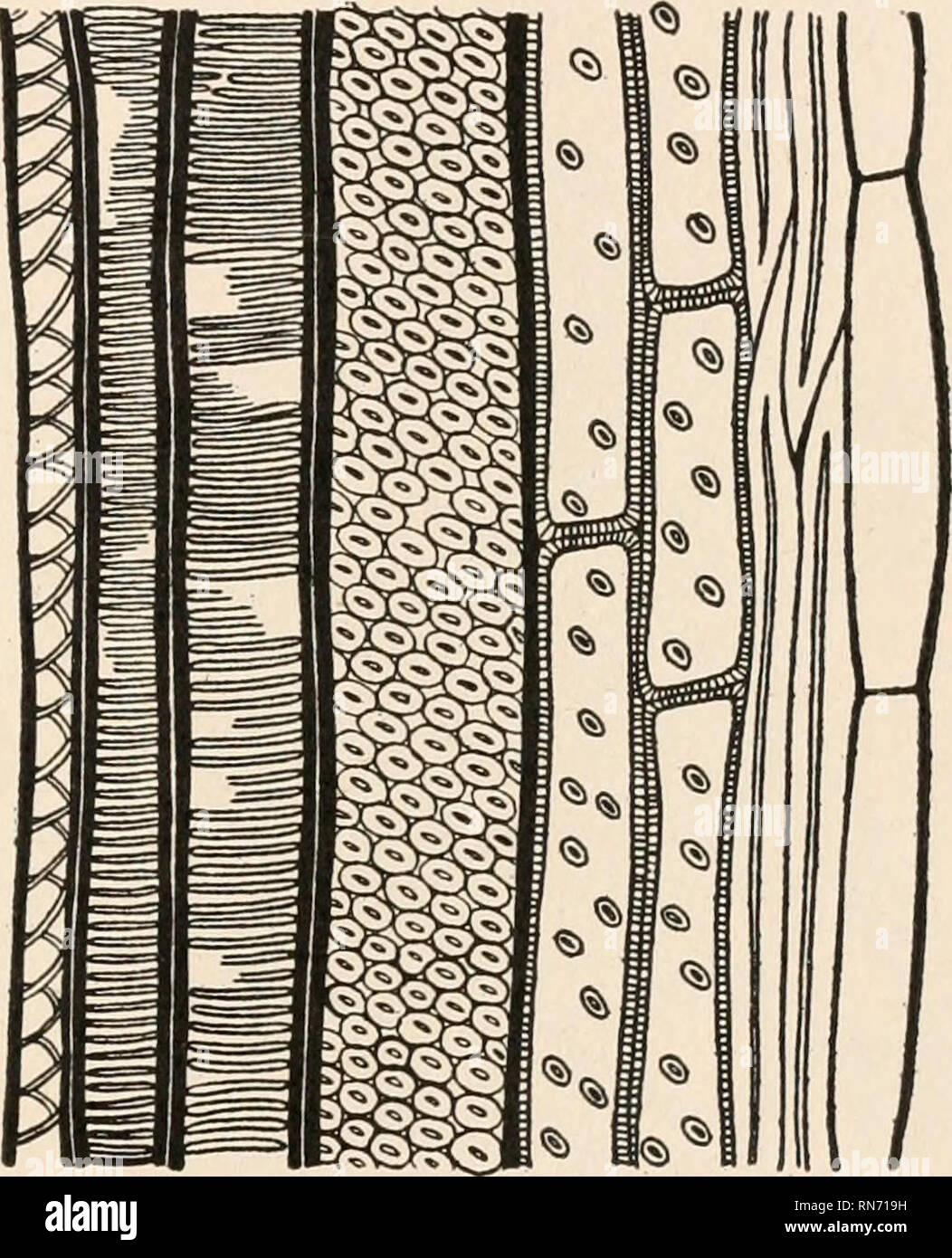 . L'anatomie des plantes ligneuses. Botanique -- Anatomie. FIG. 152.-section longitudinale d'un paquet de feuilles de Cordaites principalis l'organisation de la feuille dans les conifères va ensuite occuper notre attention, étant donné que le présent chapitre traite de la feuille uniquement dans les fonctions qui sont d'importance de l'évolution générale. Fig. 153 montre une vue agrandie de la feuille entière de Pinus strobus, le pin blanc. L'épiderme, renforcée par une médiane de l'hypoderme, entoure la partie verte de la feuille, le mésophylle, dans laquelle se trouvent les canaux de résine et d'un seul faisceau. fibrovascular Ce dernier, pour l'exceptionnelle conife Banque D'Images