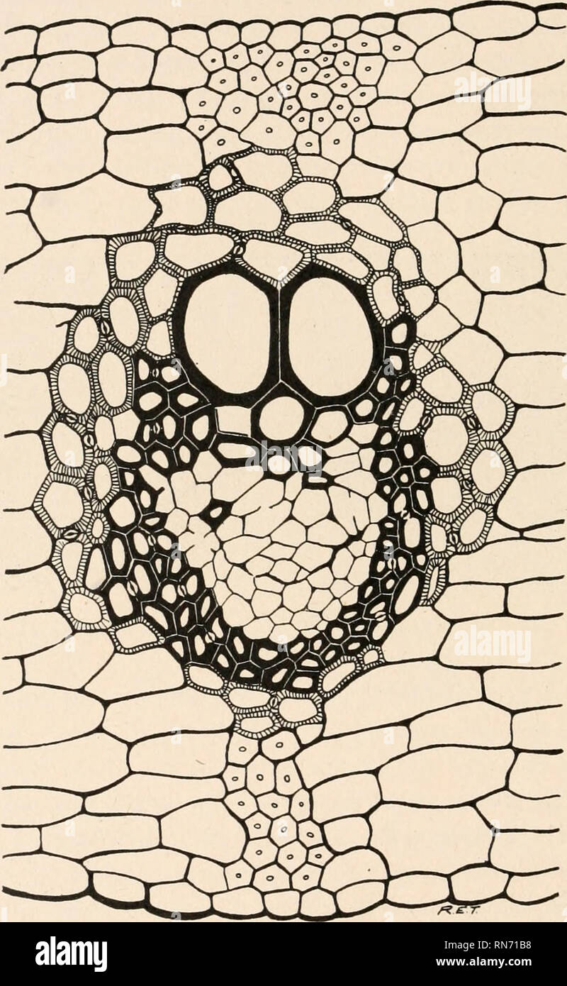 . L'anatomie des plantes ligneuses. Botanique -- Anatomie. 2O4 L'anatomie des plantes ligneuses d'une importante et intéressante pour l'analyse phylogénétique de l'fibrovascular foliaires dans de nombreux brins de gymnospermes. Ils ne sont pas un trait saillant, et certainement pas un primitif, d'organisation de la fonction. FIG. 151.-Coupe transversale de l'ensemble des feuilles de Cordaites principalis les liasses de feuilles les cycadales vivant et leurs alliés, le Paléozoïque Medulloseae. La gaine foliaire de la transfusion dans les Cordaitales n'a pas toujours la complexité manifeste qu'il montre dans le cas de C. principalis figuré ci-dessus. Je Banque D'Images