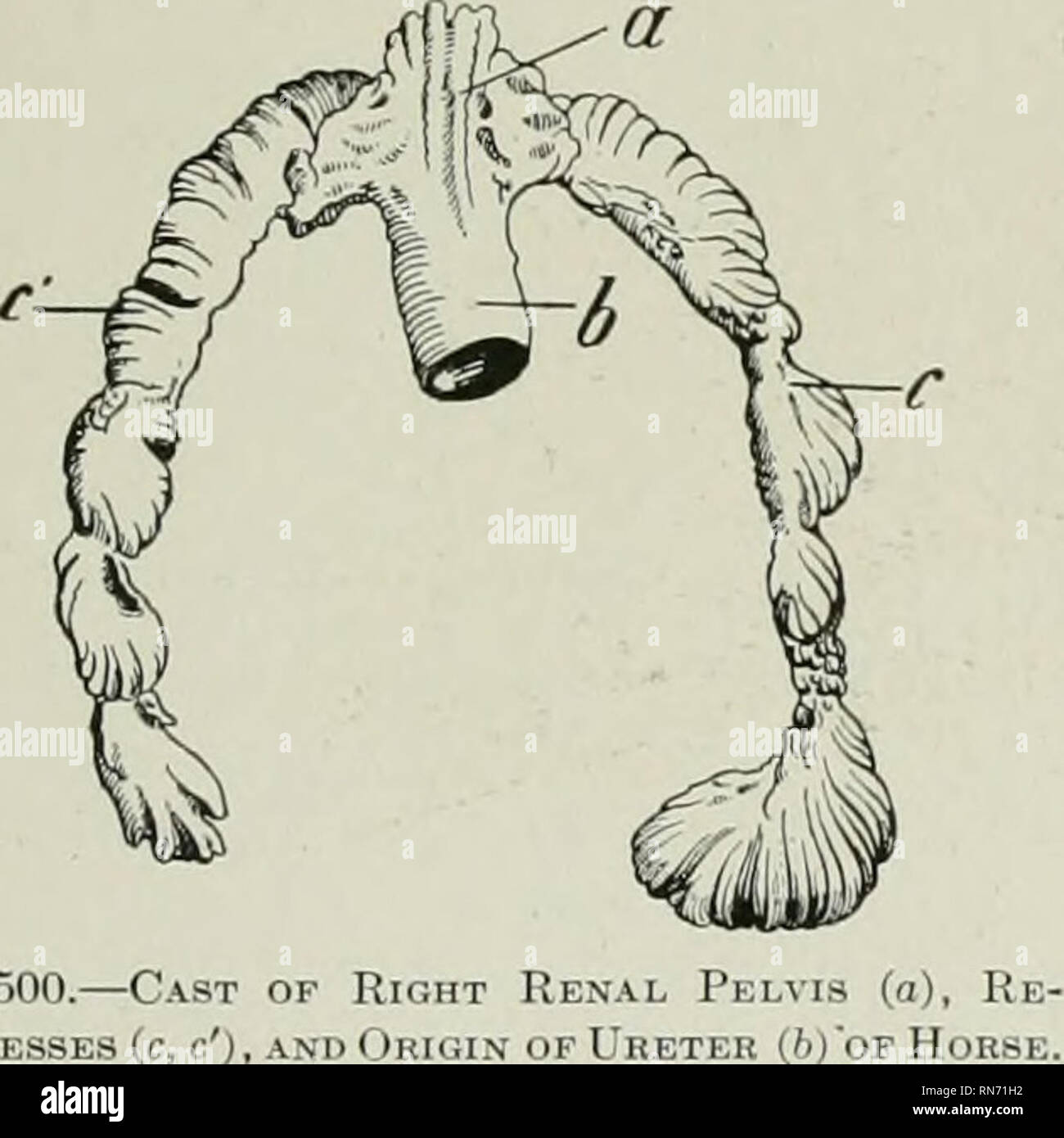 . L'anatomie de l'animal domestique. Anatomie vétérinaire. Les reins 559 Examen avec une lentille poche montre que le cortex est imparfaitement divisé en lobules (Lobuli corticales). Chaque lobule est constitué d'un jeu axial rayonnent une partie (paragraphes radiata), entouré d'une partie alambiquée (Pars convoluta). L'ancienne apparaissent comme ray-comme prolongements de la liaison des pyramides (donc appelé aussi medul- lary rayons x), et se composent essentiellement d'étroites, droite ou légèrement flexueuses séminifères (membres des boucles de Henle). La partie compliquée est d'aspect granuleux, et est composée en grande partie de l'insuffisance rénale corpus Banque D'Images