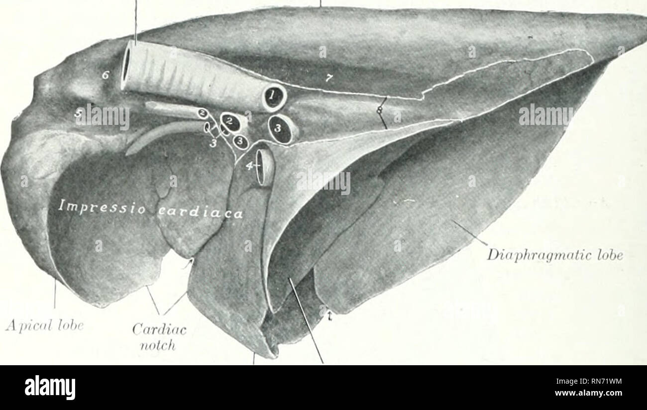 . L'anatomie de l'animal domestique. Anatomie vétérinaire. 548 SYSTÈME RESPIRATOIRE DE L'antorior IXMi de la fissure représente l'ami apicale lobes cardiaque, qui sont, cependant, sei)arateil^ seulement par l'encoche cardiaque, l'écrou >y un fi interlobaires.s.assurer que, comme il est normal dans le Diirsiil _ la frontière. Ciiriliac Intiriniilidlv, J. kibc lobe Fig. 487.-poumon droit de vue médiale ; porc, 1 gauche, broncluis (cut off) : ^ ^., artères pulmonaires : 3, 3, 3, les veines pulmonaires : - ; l'intérieur ^-ena i-av.j.^ t ; rainure pour vena azygos : 7, rainure pour l'aorte : S (placé c eflection, .rrow.-^ inflieate fissures interlobaires groove. Banque D'Images