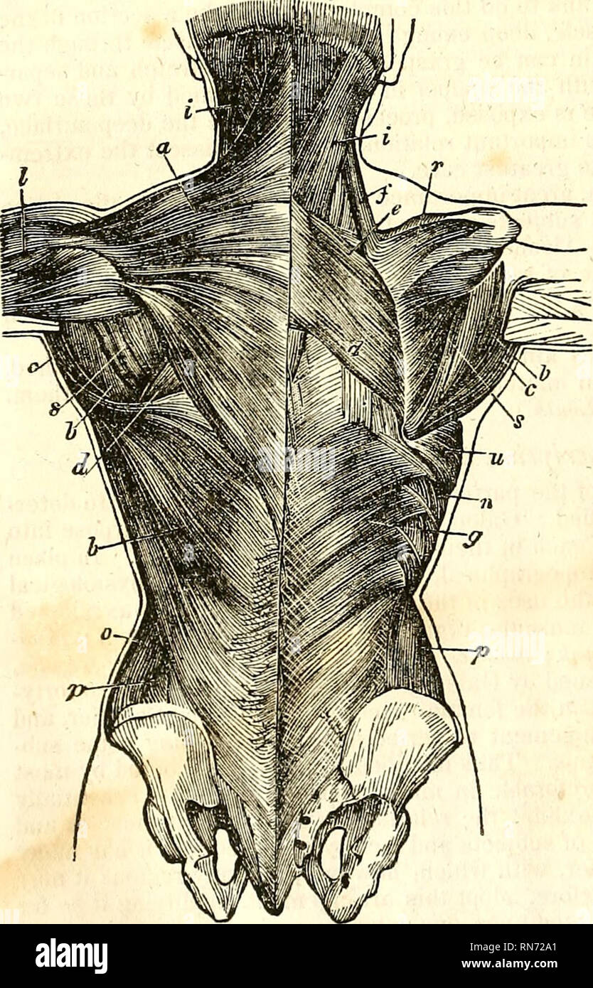 Anatomie générale : le tronc 